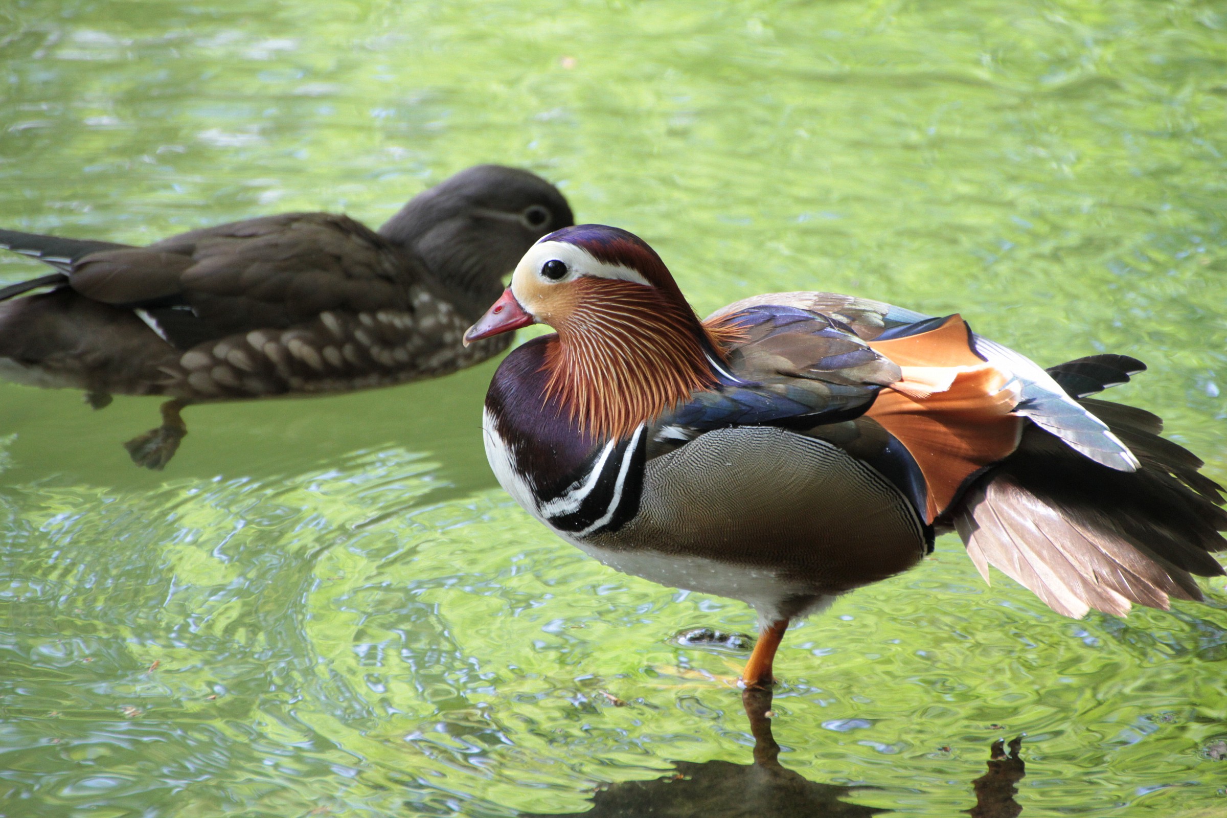 Inhabitants of the pond in Villa Reale
