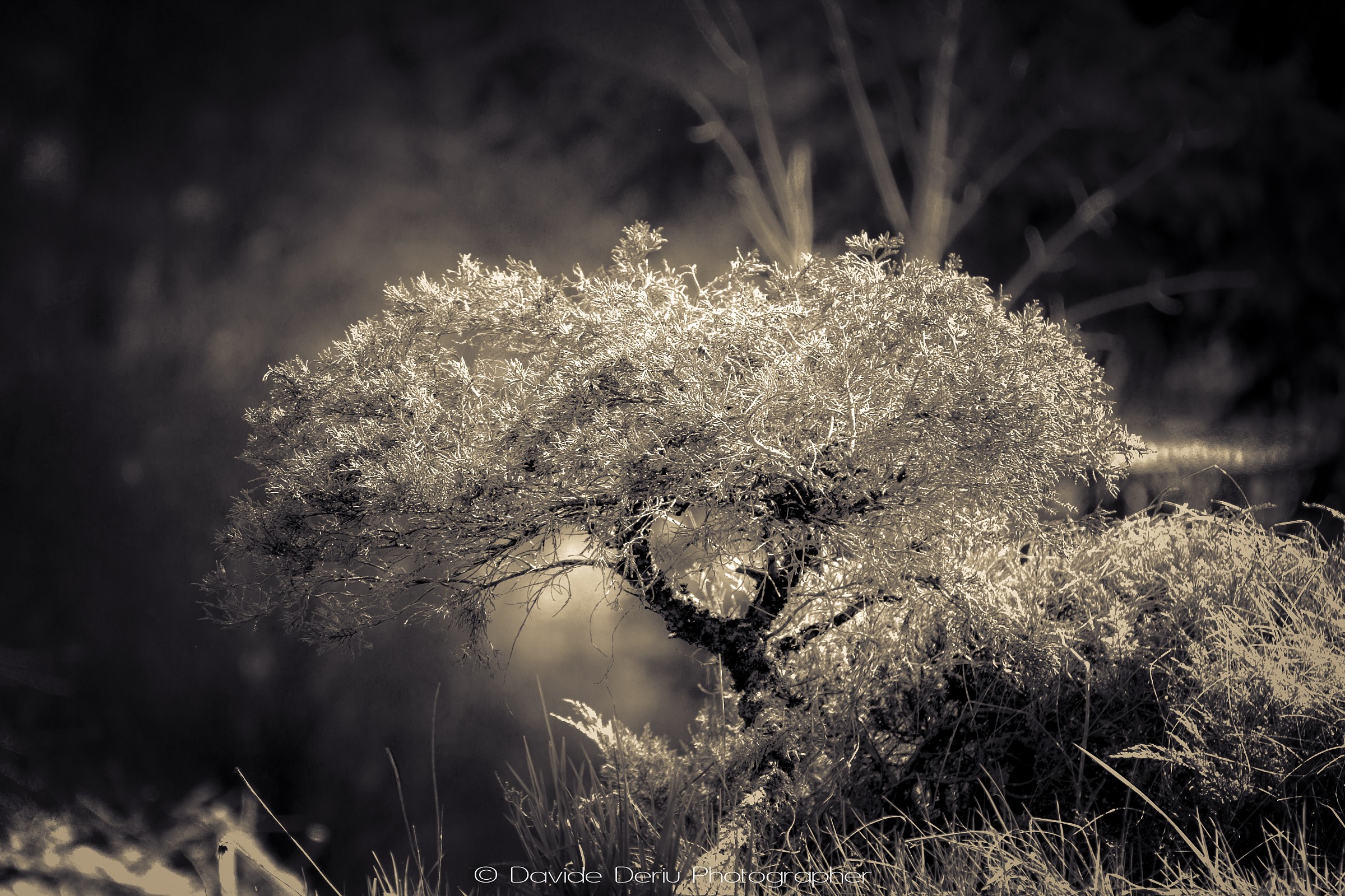 in the garden (IR - Simulation)