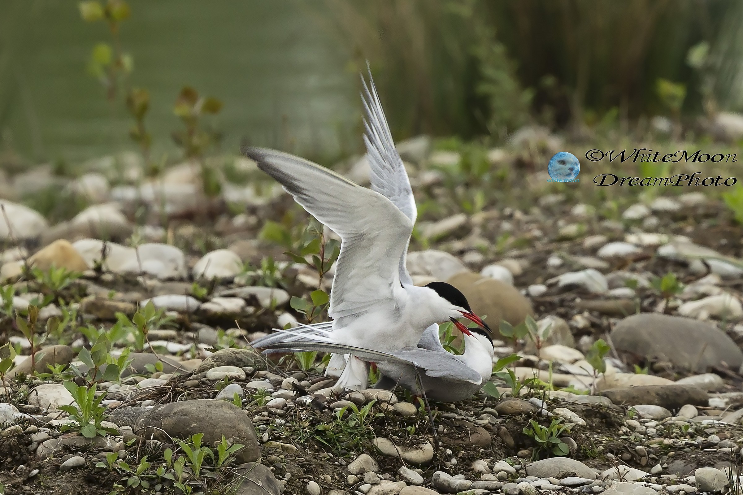 Una dolcezza quasi umana.....