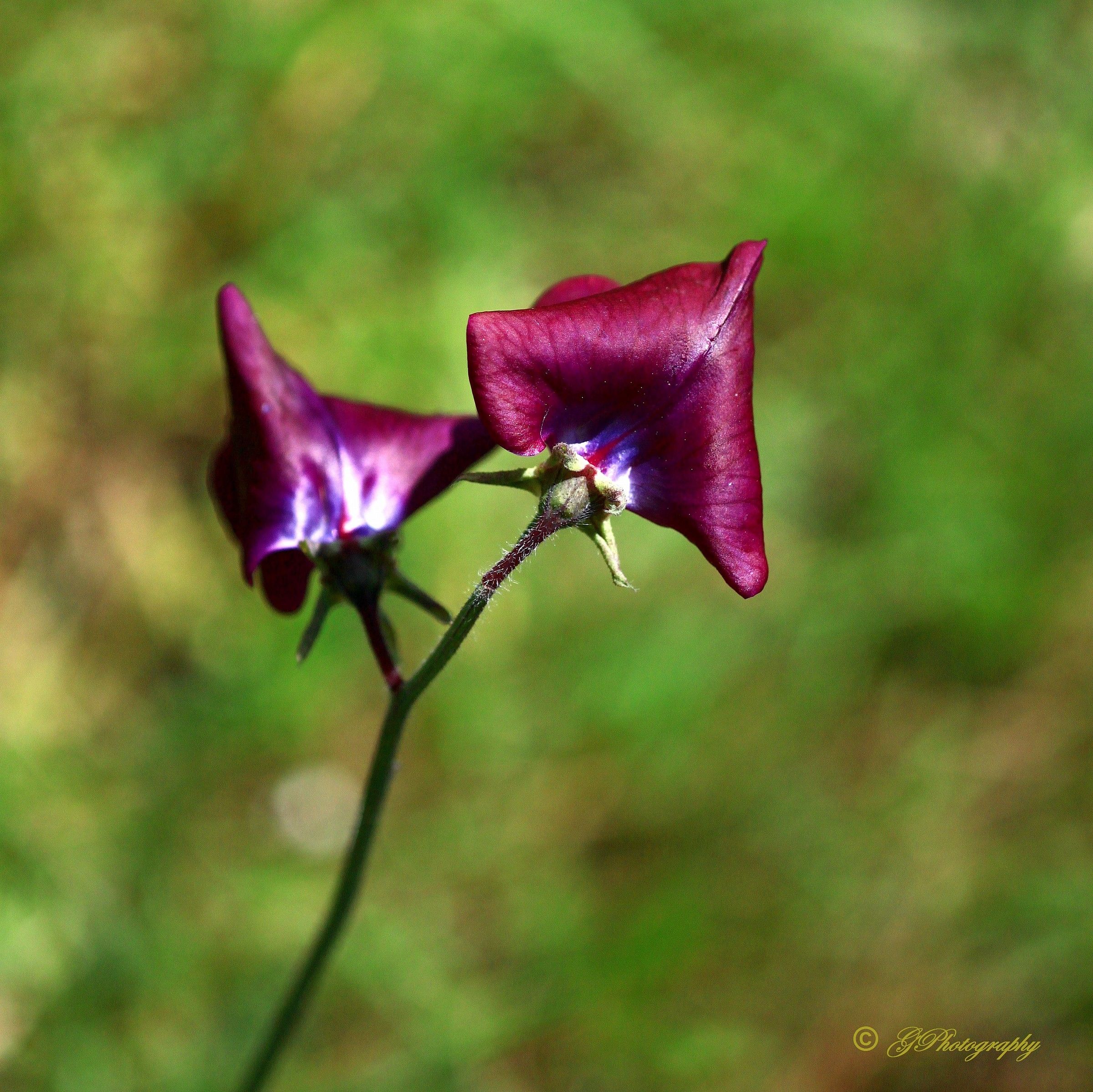 Lathyrus odoratus