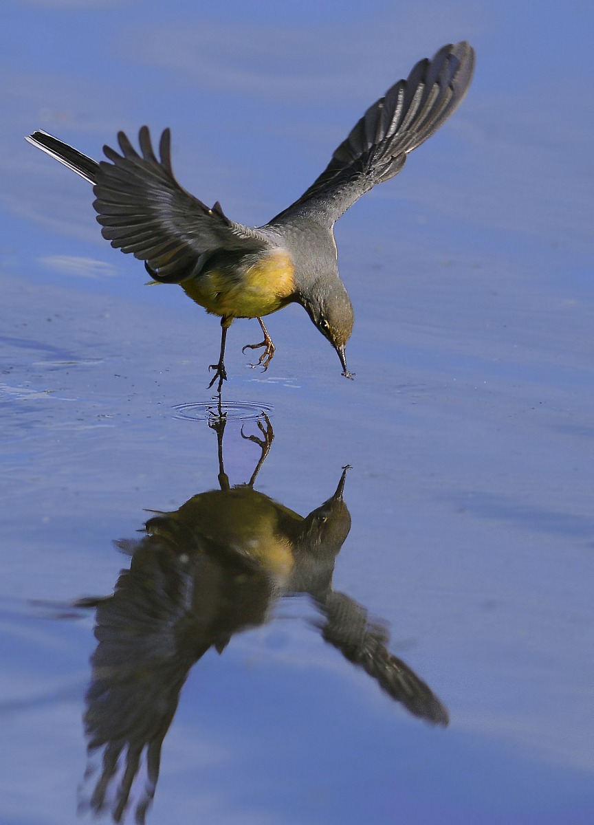 wagtail with prey