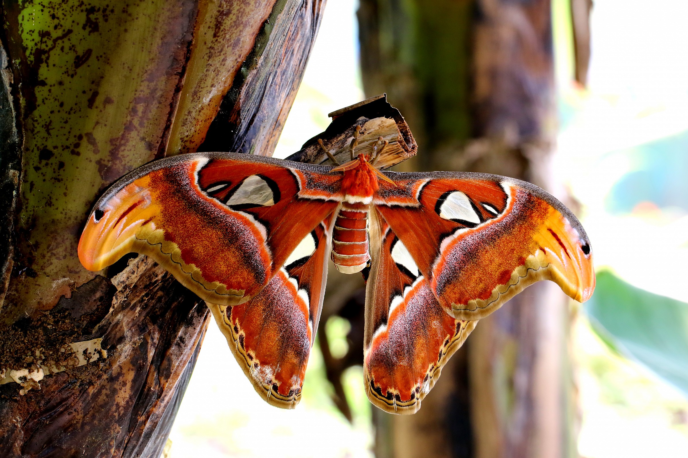 attacus