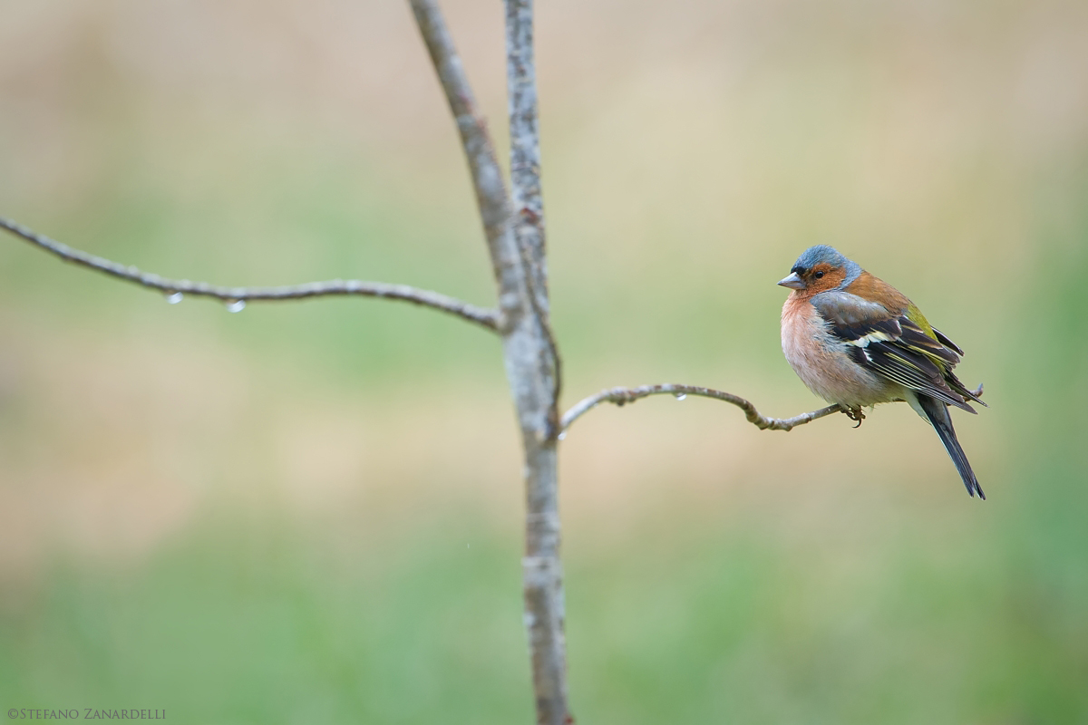 Chaffinch ...