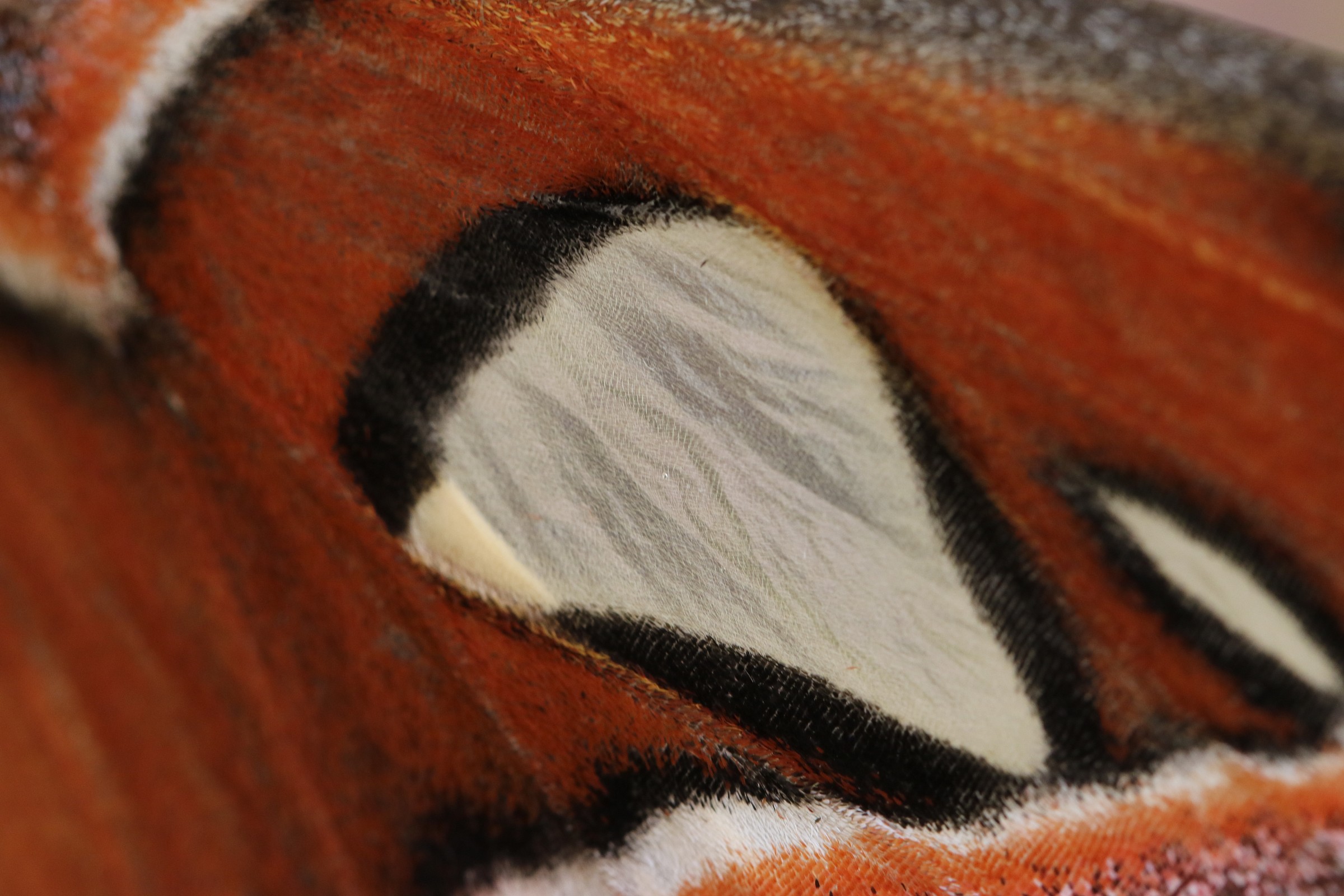 particolare ala attacus atlas