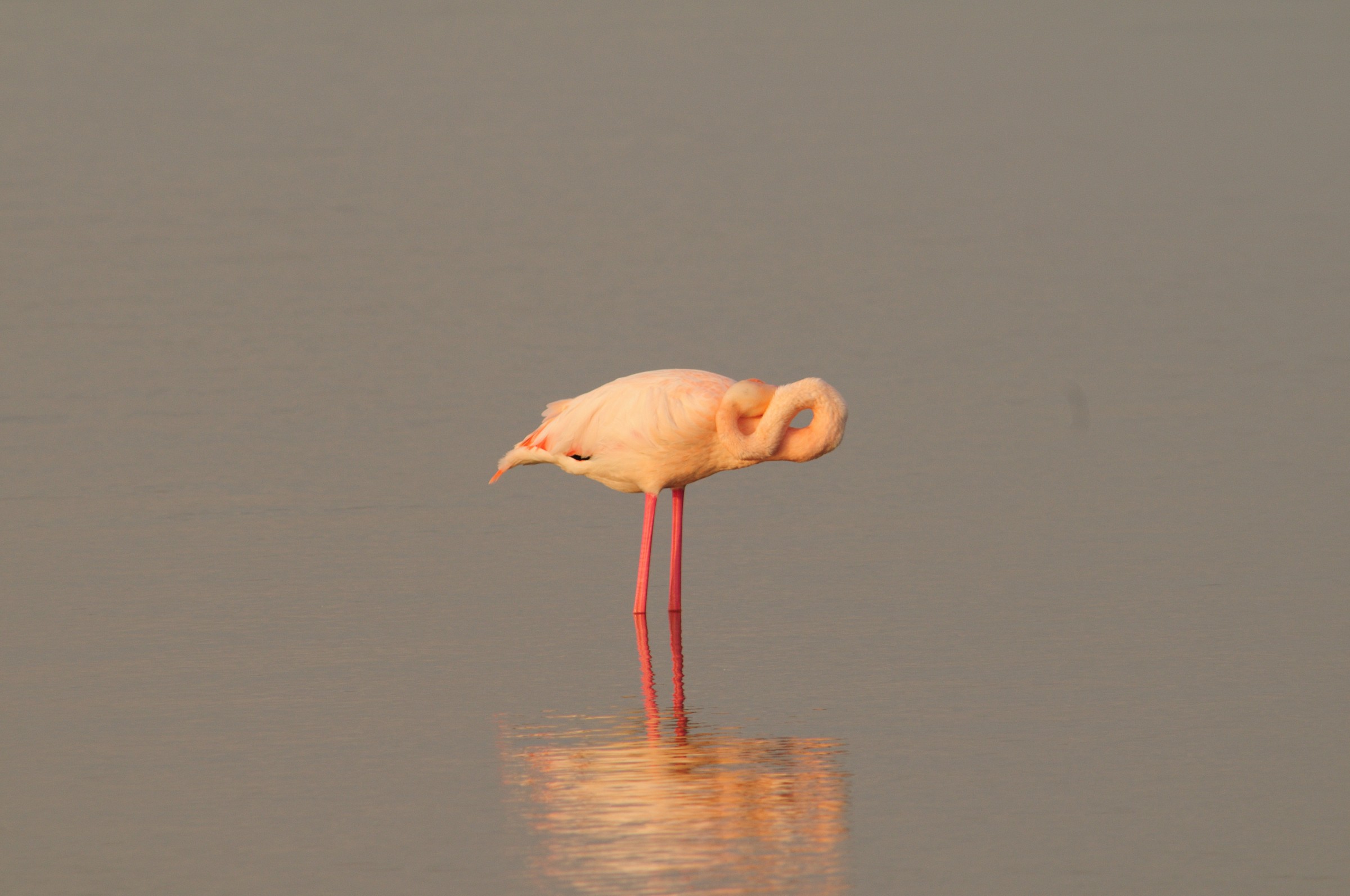 Flamingo 2