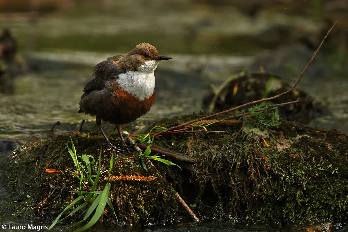 Dipper