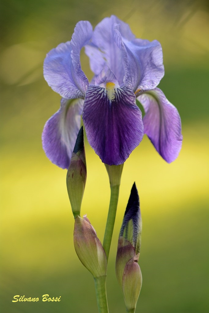iris