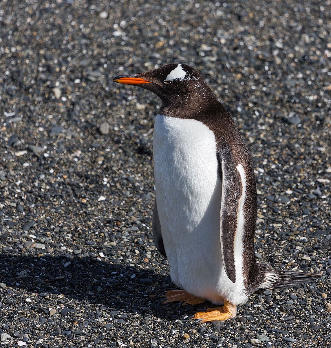 Papua penguin (Pygoscelis papua)