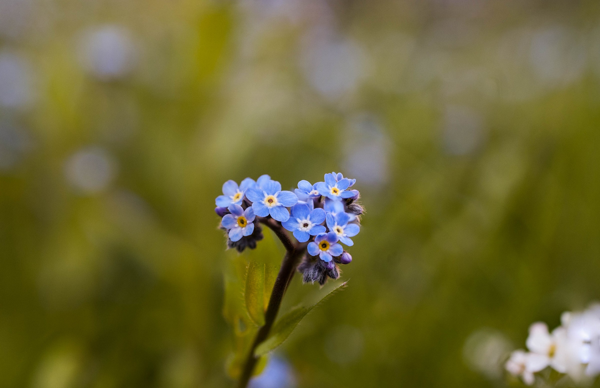 Forget-me-not
