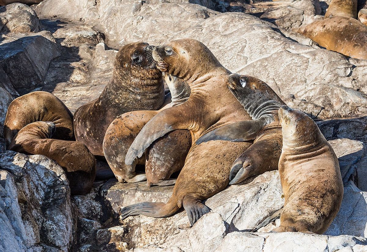 South American sea lion (Sea Lion)
