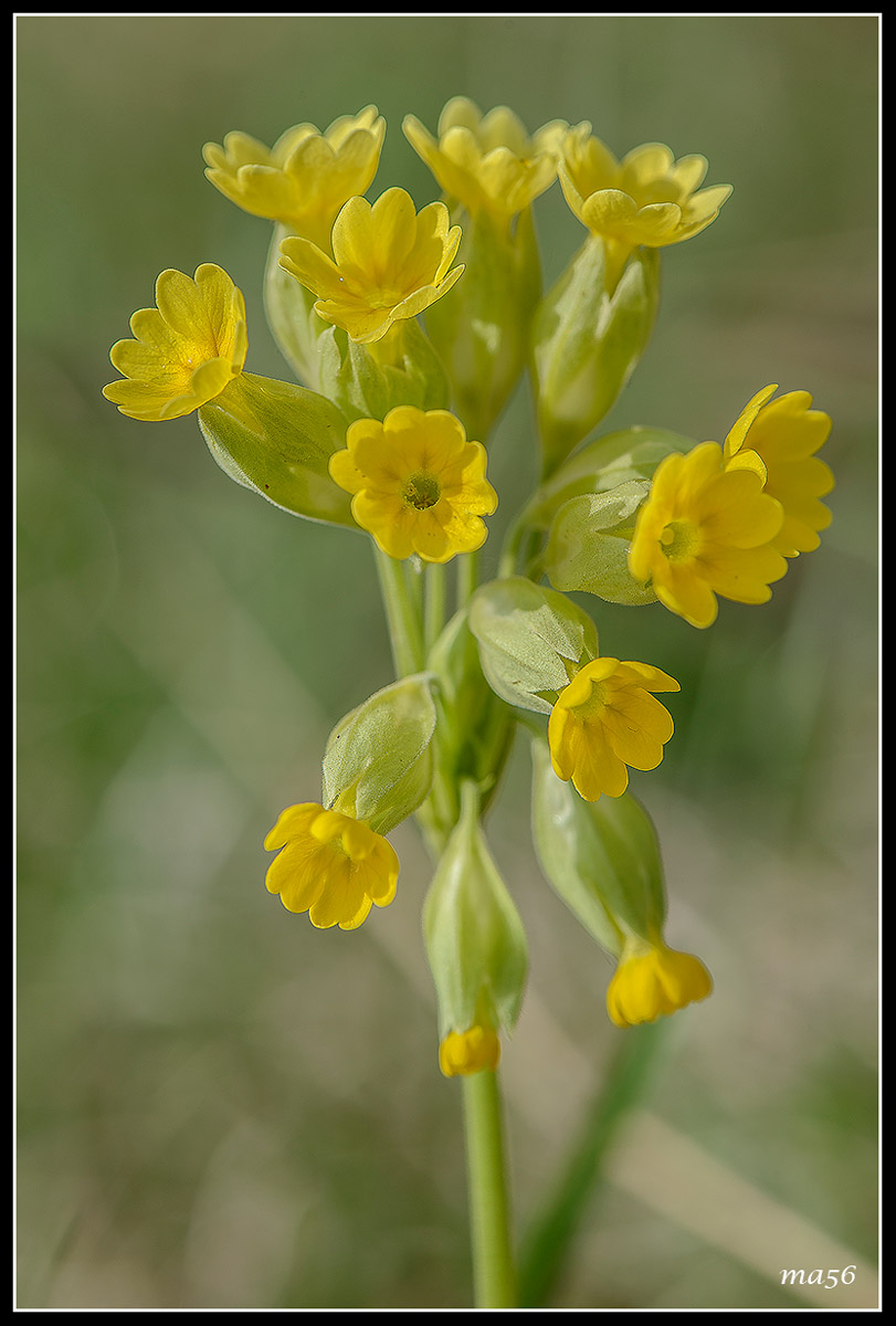 Primula -Monte Baldo VR