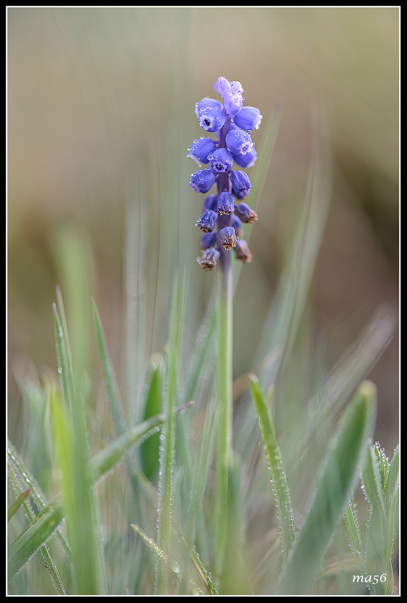 Muscari Azzurro - Monte Baldo  VR