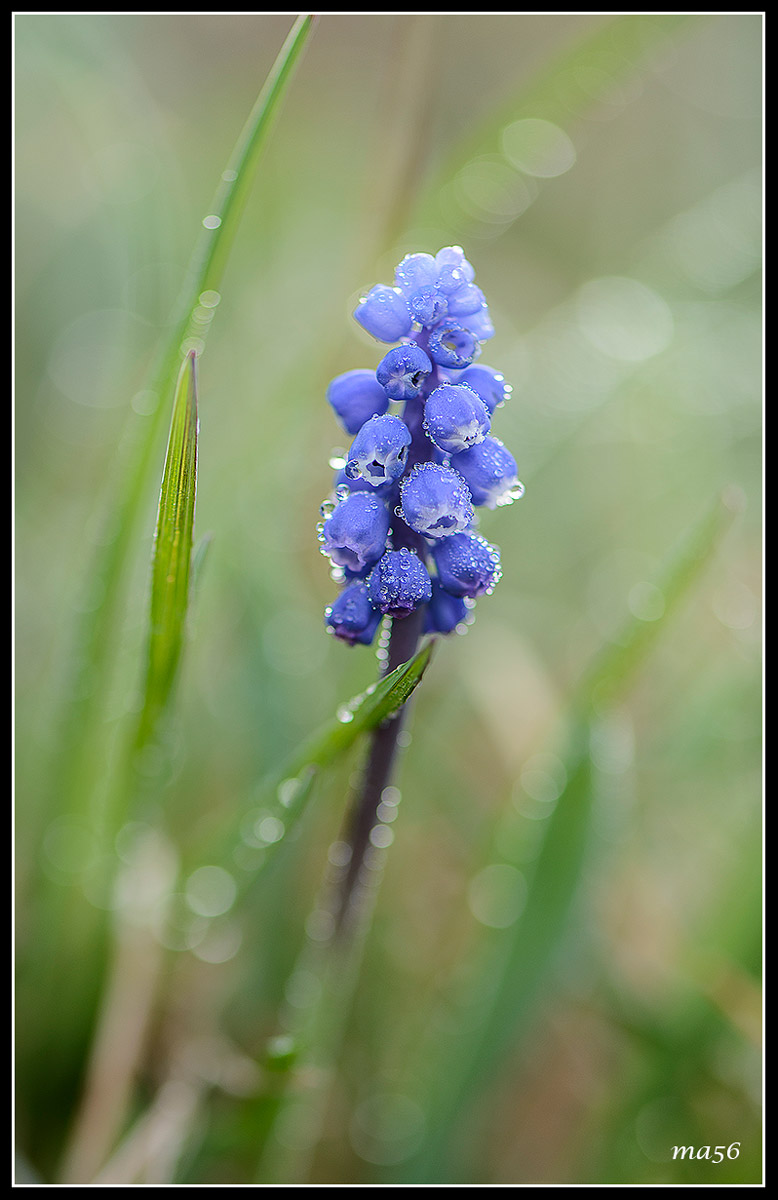 Muscari Azzurro - Monte Baldo VR