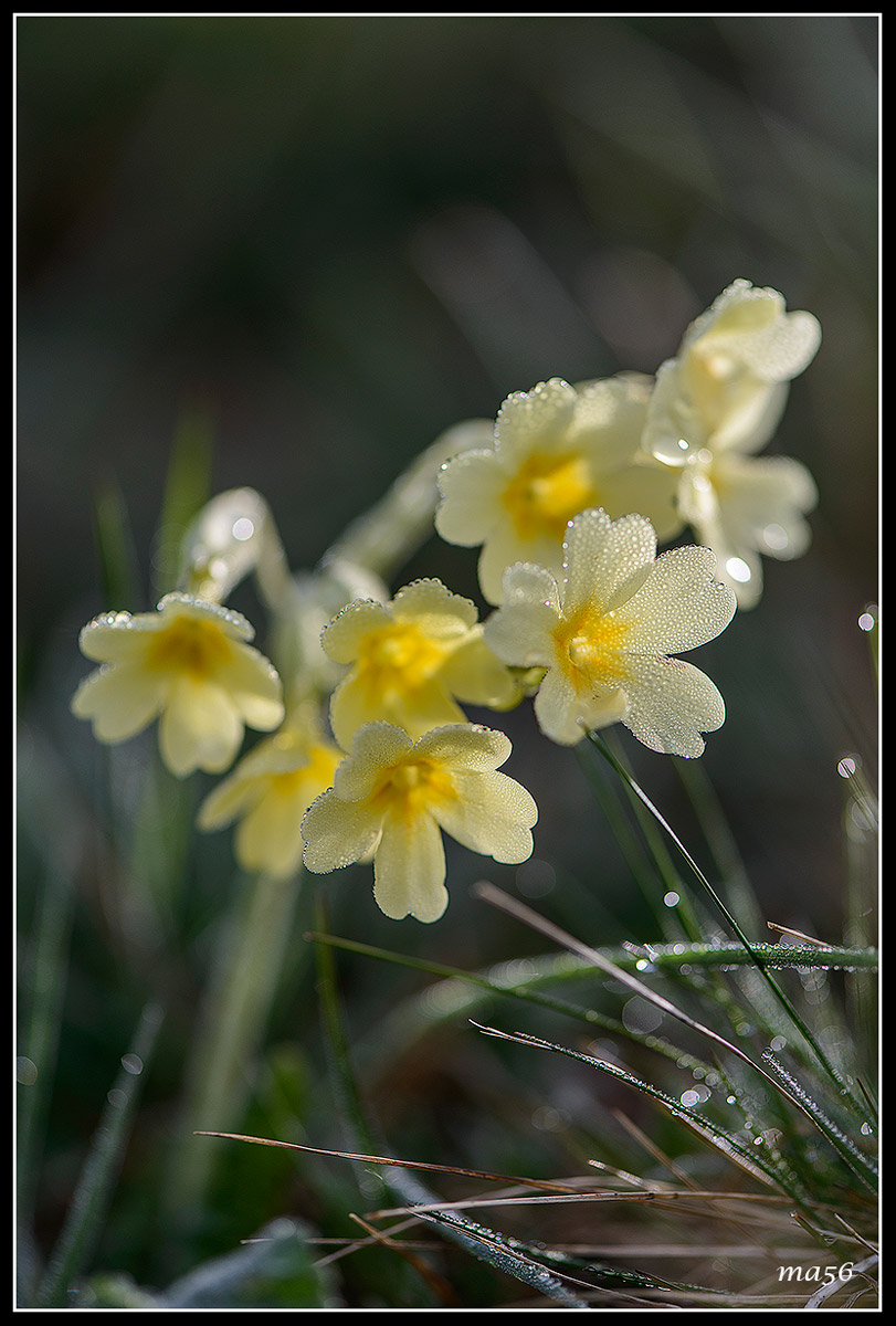 Primula - Monte Baldo VR