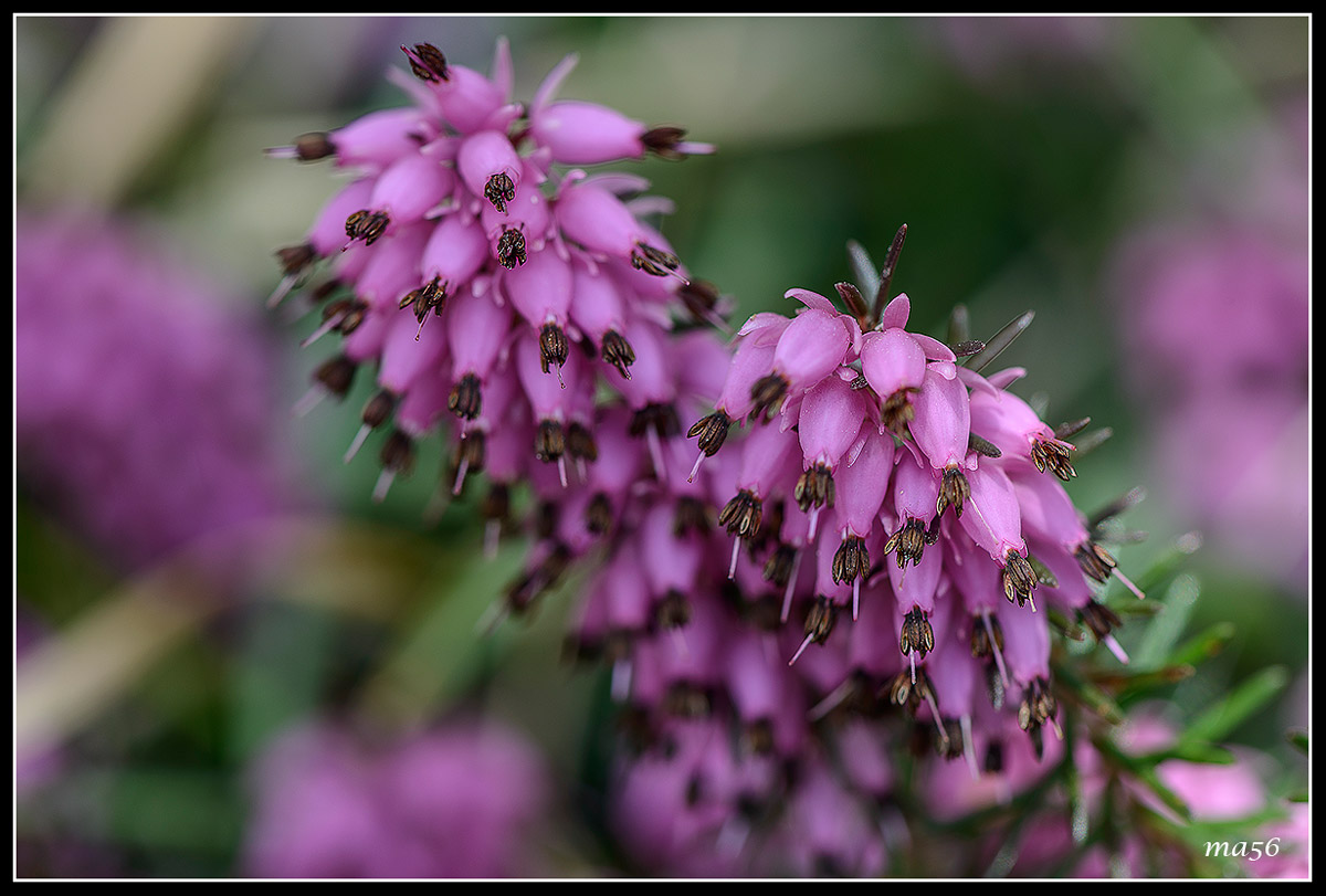 Erica Carnicina - Monte Baldo  VR