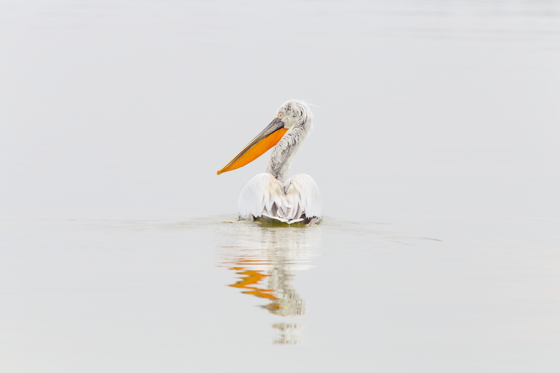 Dalmatian pelican