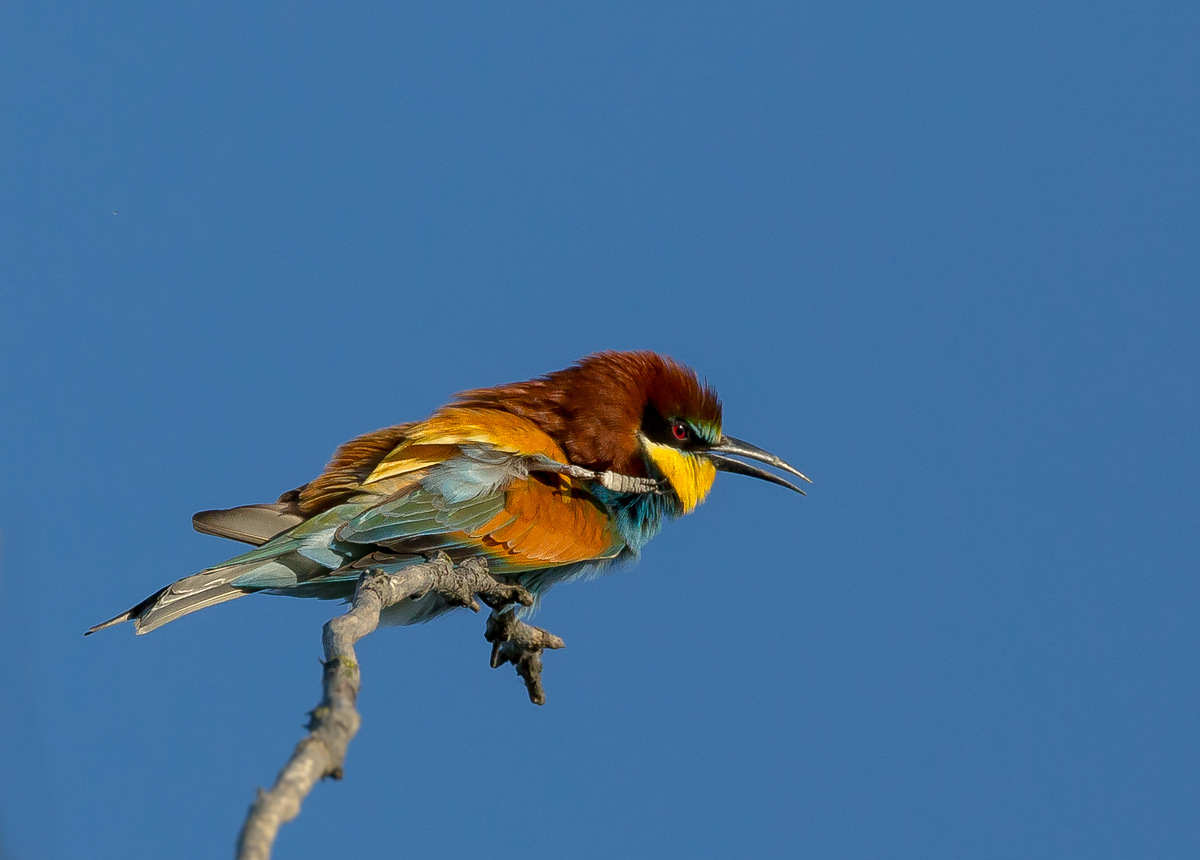 Bee-eater; The scratch