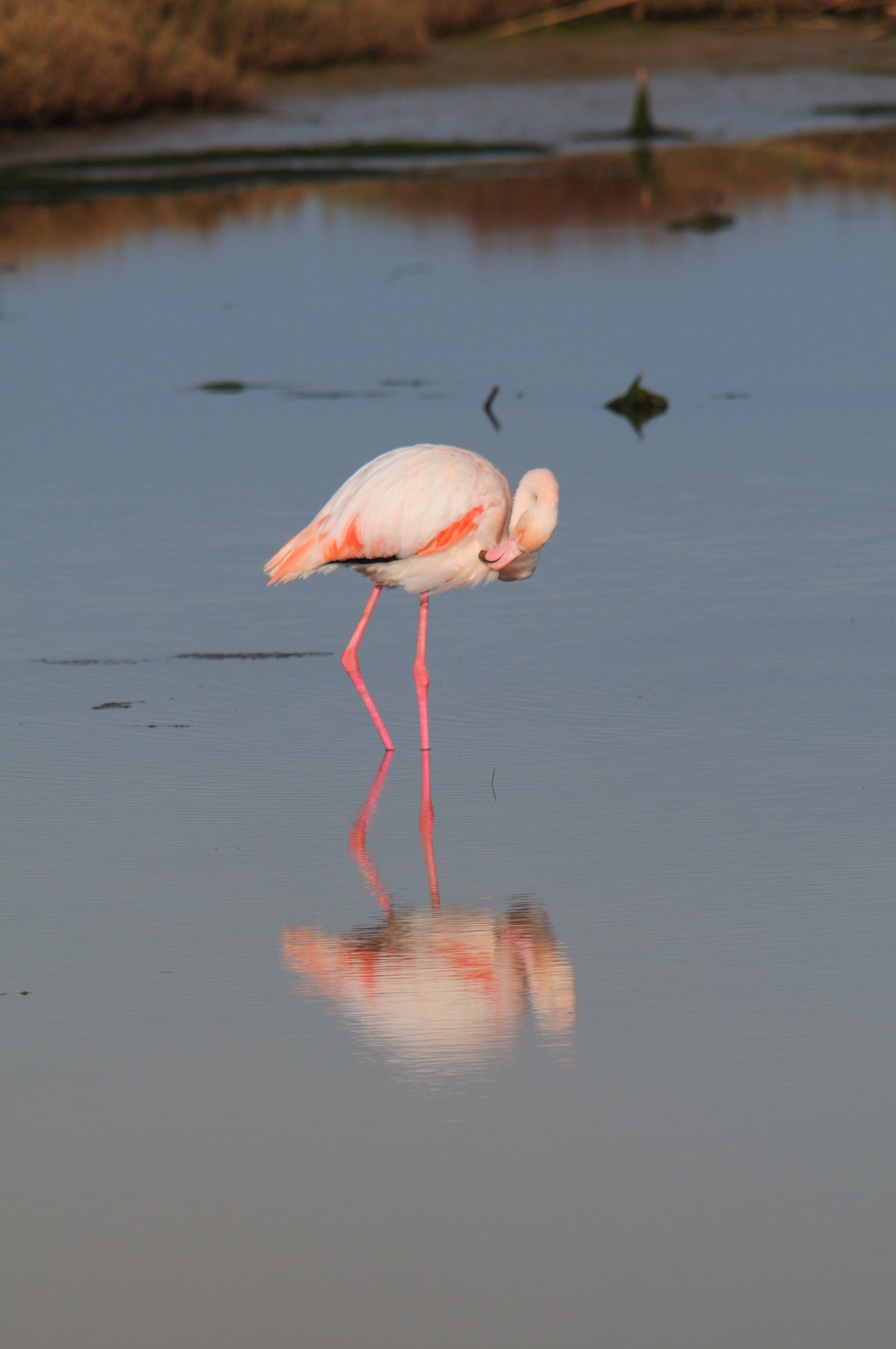 Flamingo 4