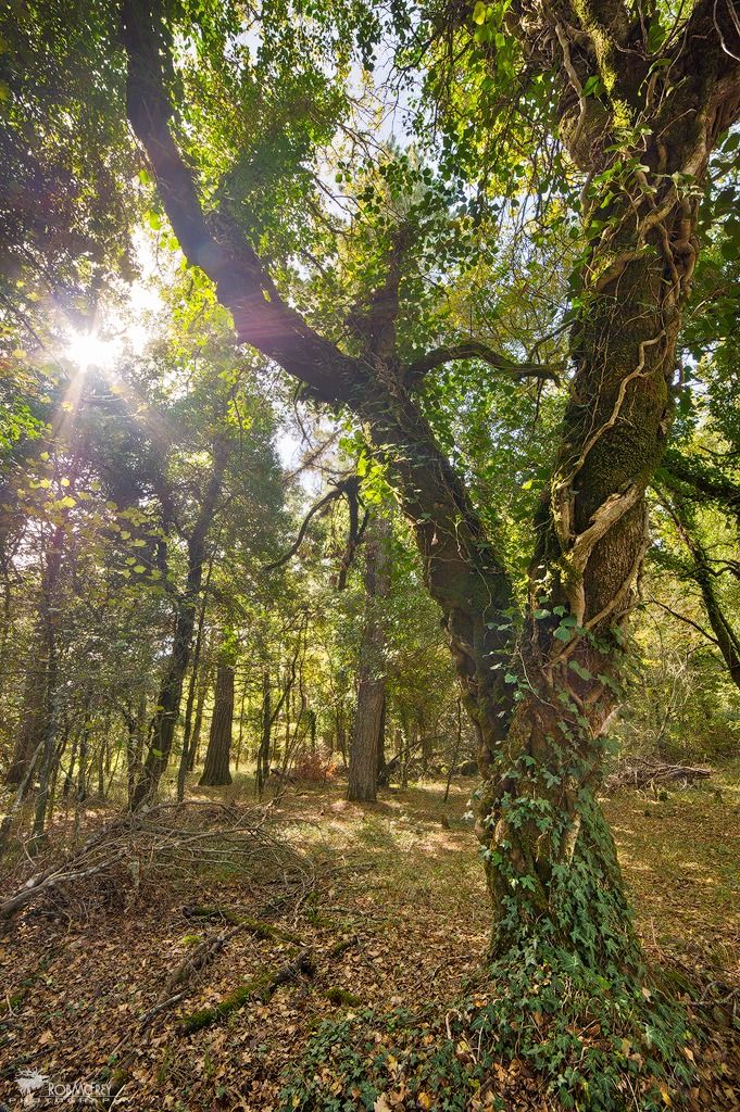 Badde Salighes - Boschetto di Villa Piercy