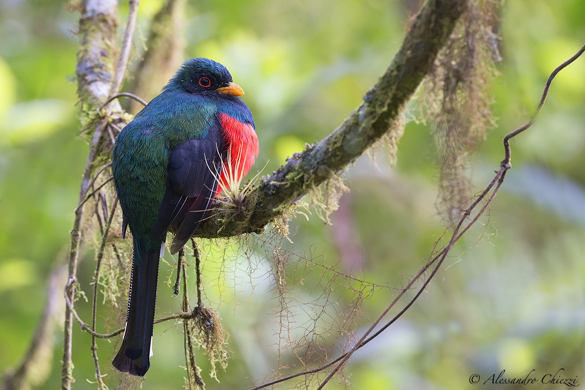 Masked Trogon
