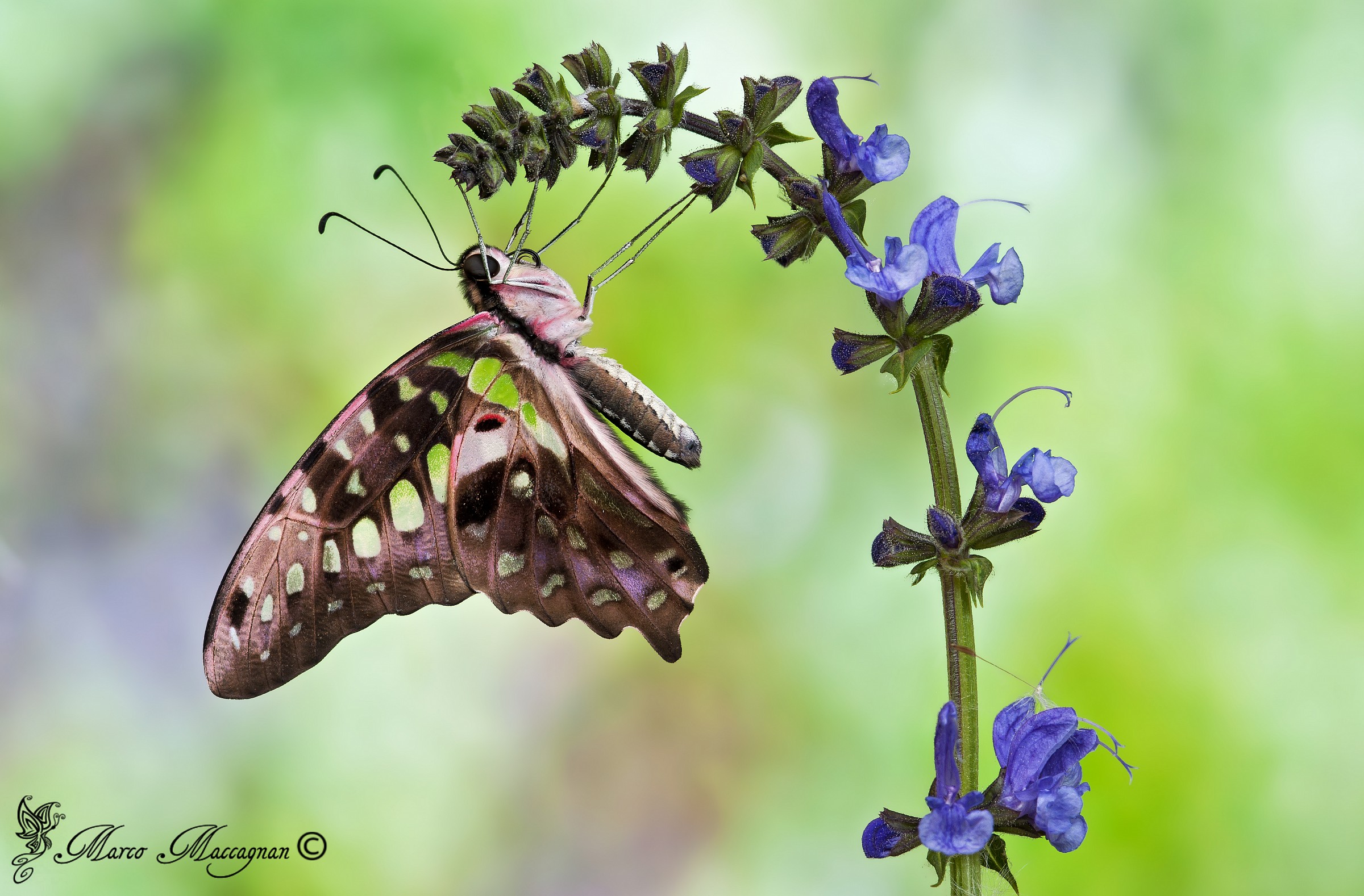 graphium agamemnon