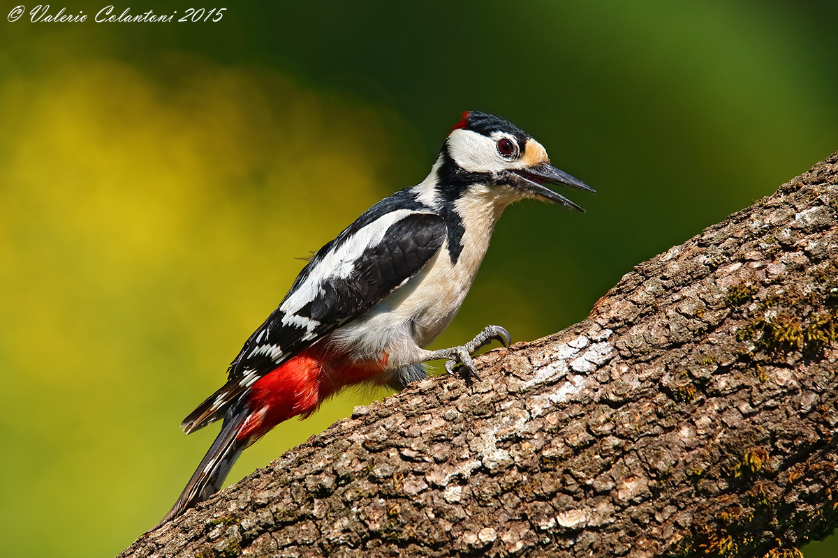 Picchio rosso, Sigma 150-600Sport