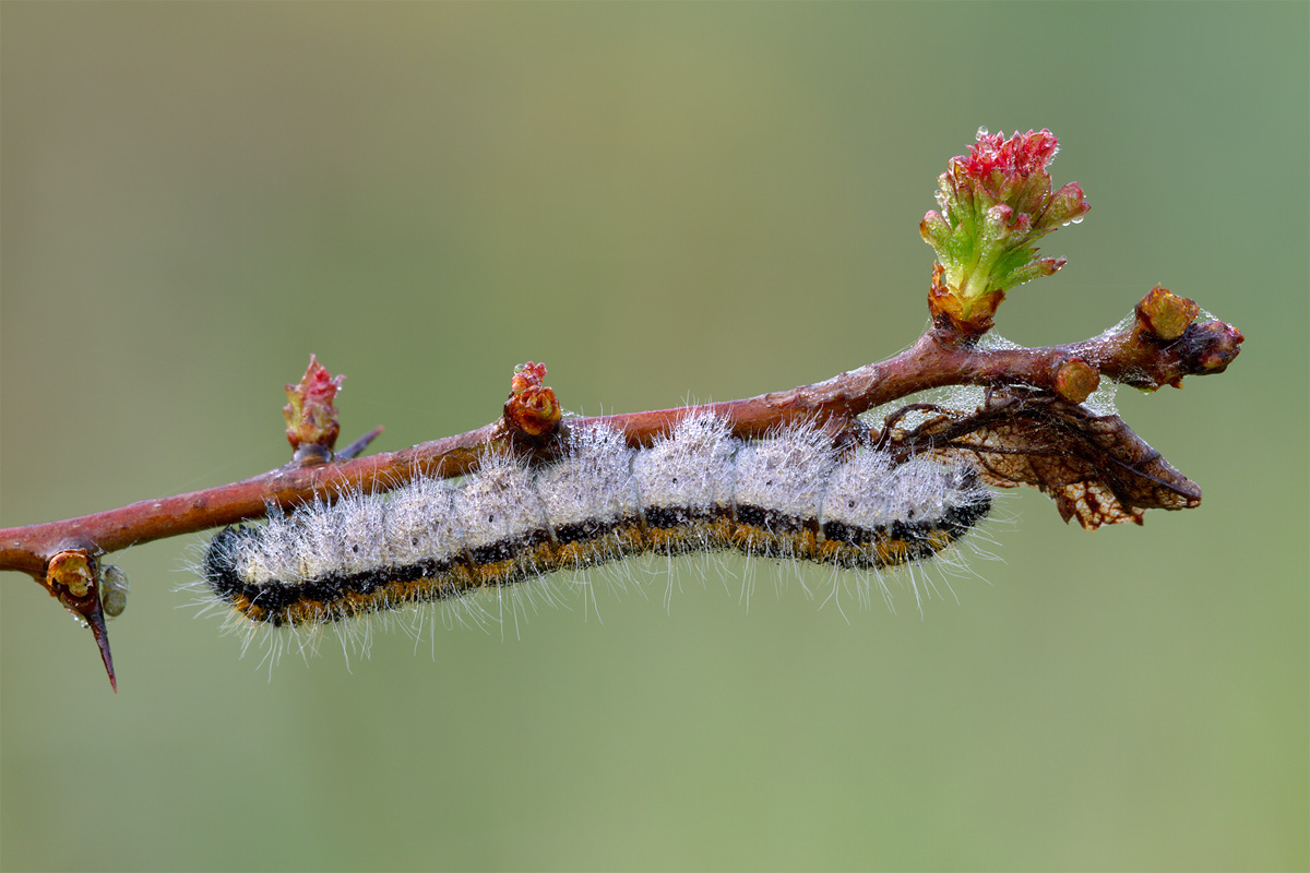 Caterpillar Aporia crataegi