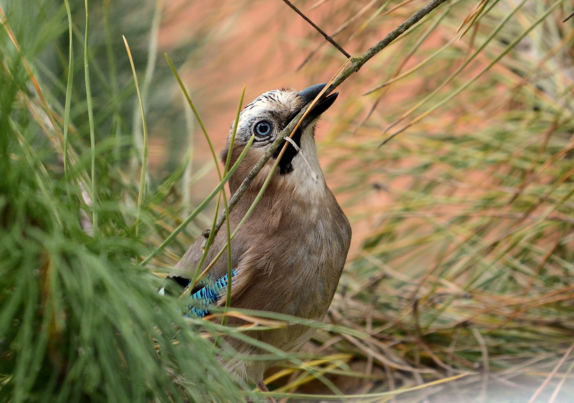 Jay intent to nest