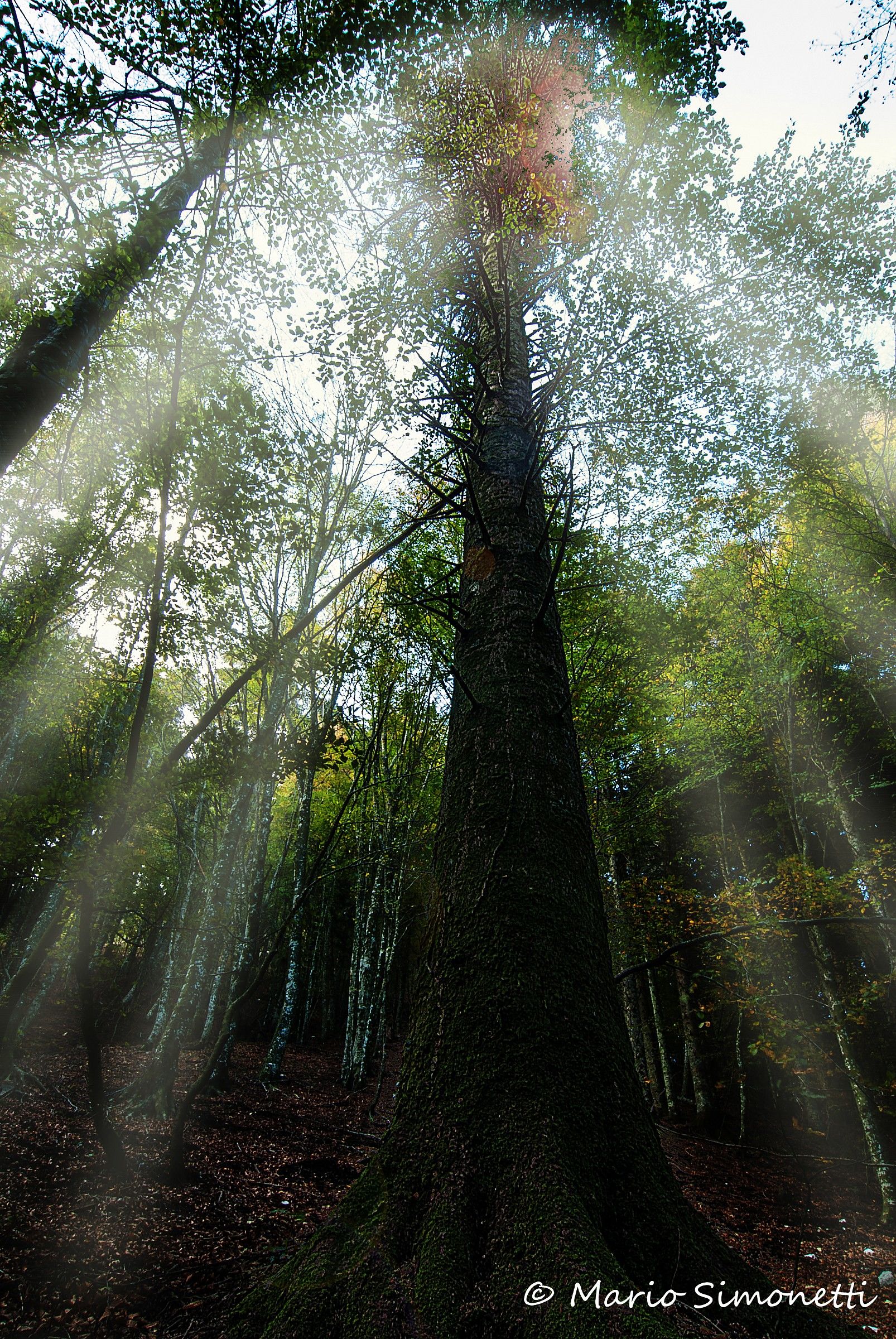 Uno sguardo verso l'alto