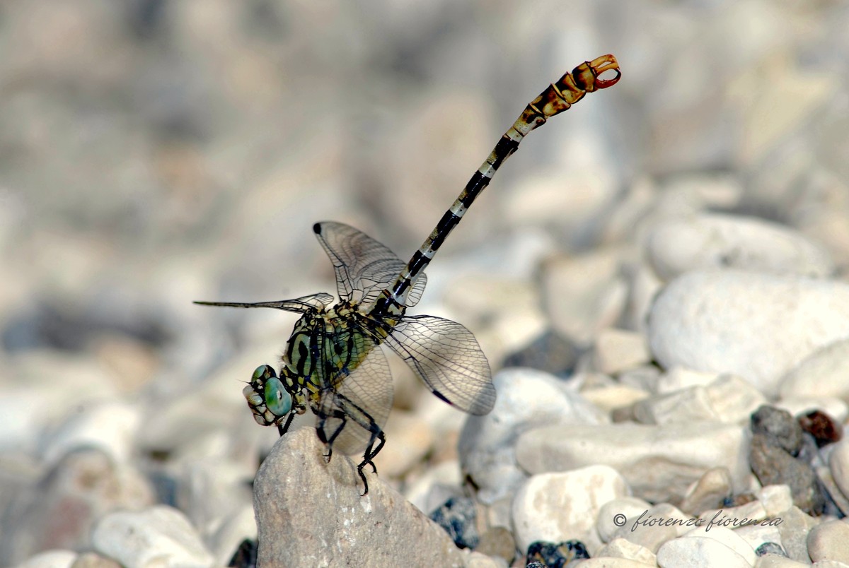 dragonfly