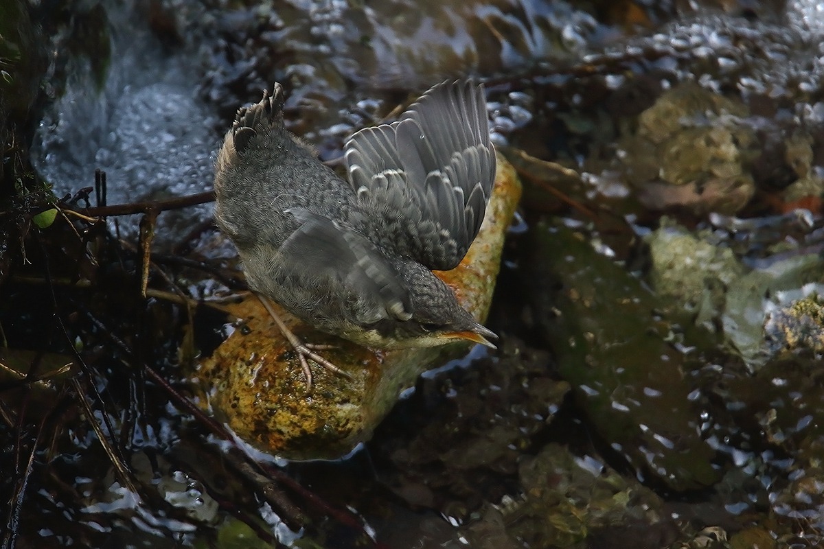 richiesta decisa del pullo