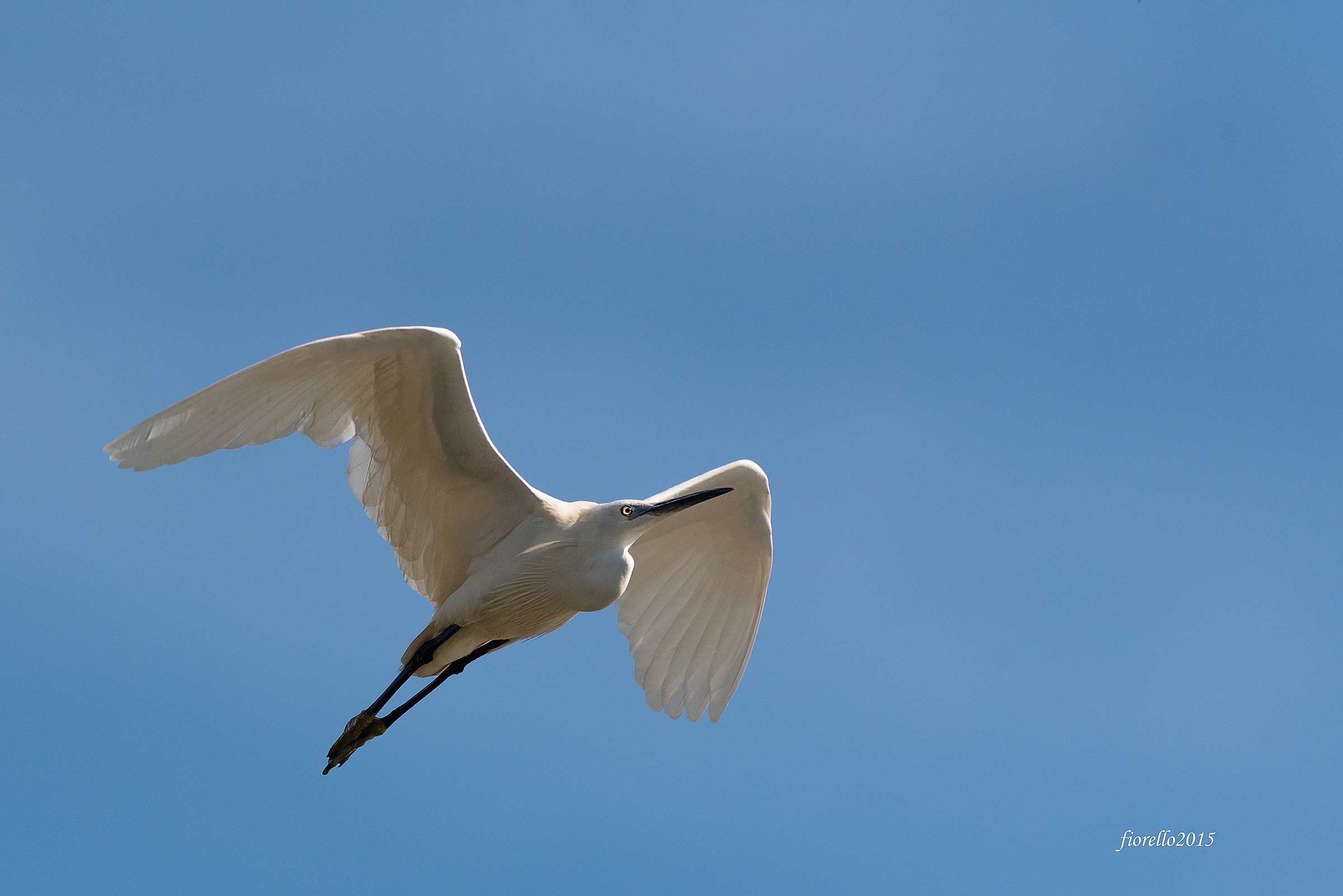 Great Egret