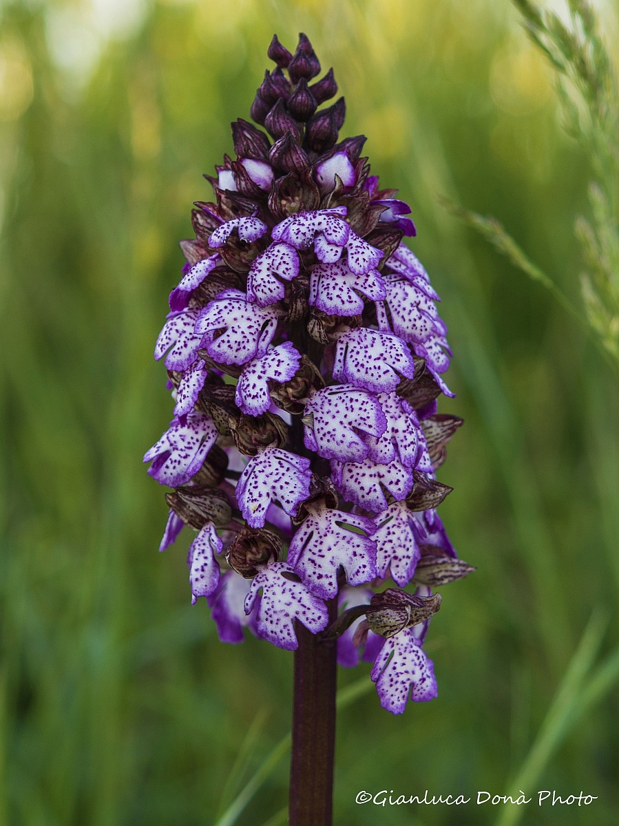 Orchis purpurea Huds., 1762