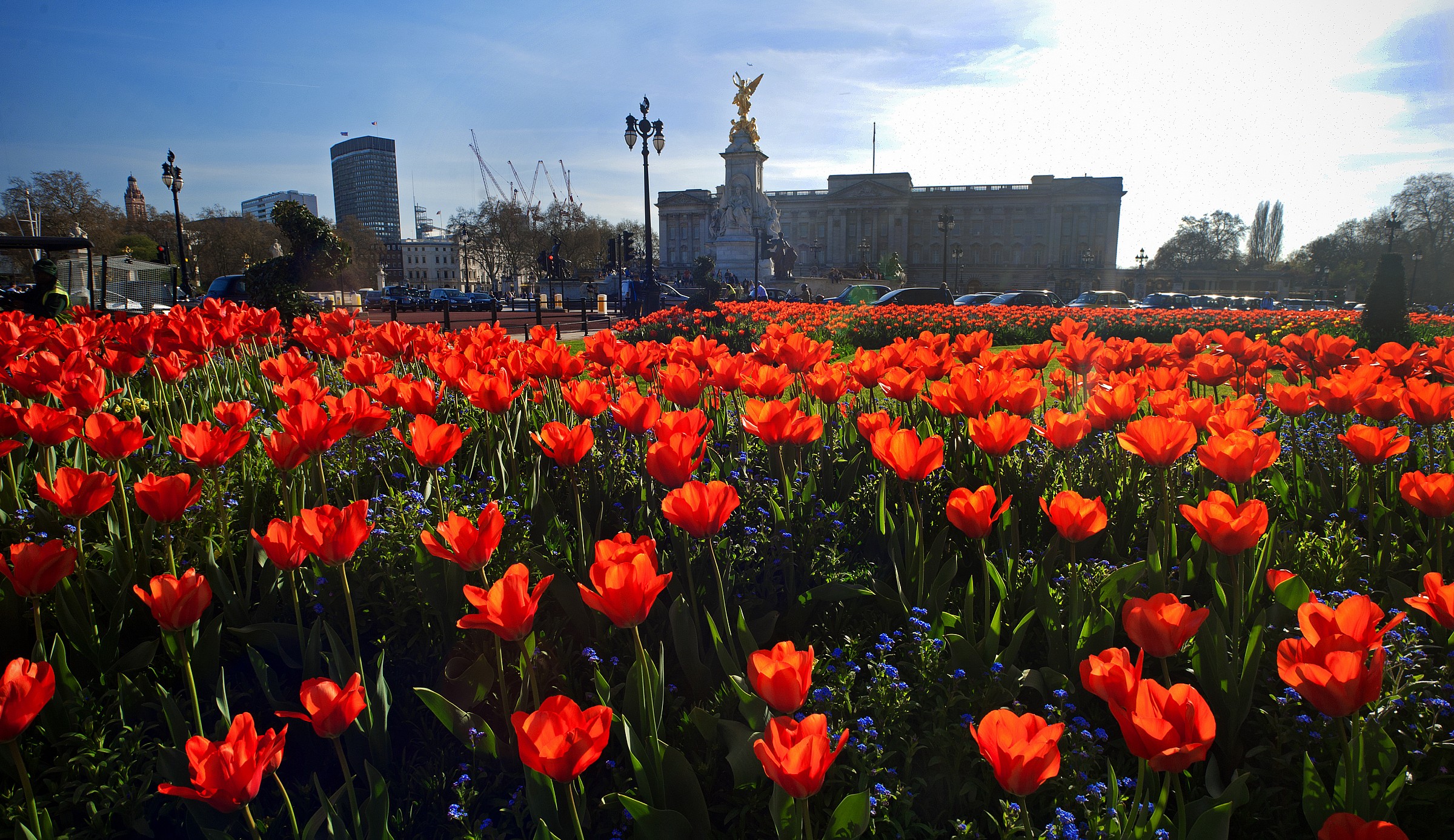 Tulips outside Buckingham Palace