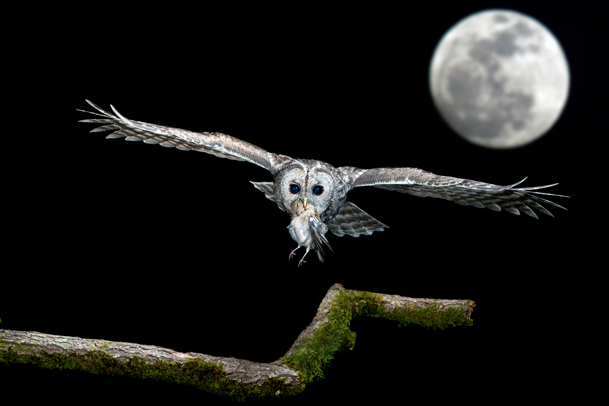 the owl and the moon