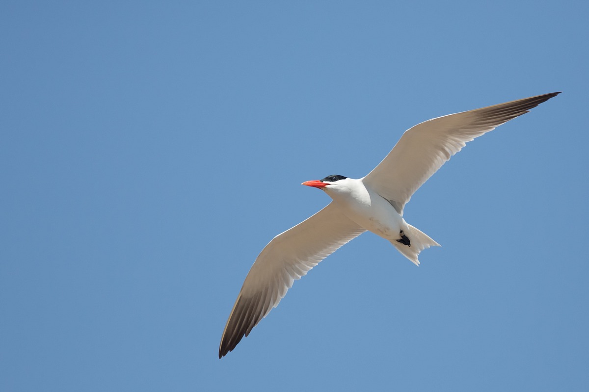 Caspian Tern in flight