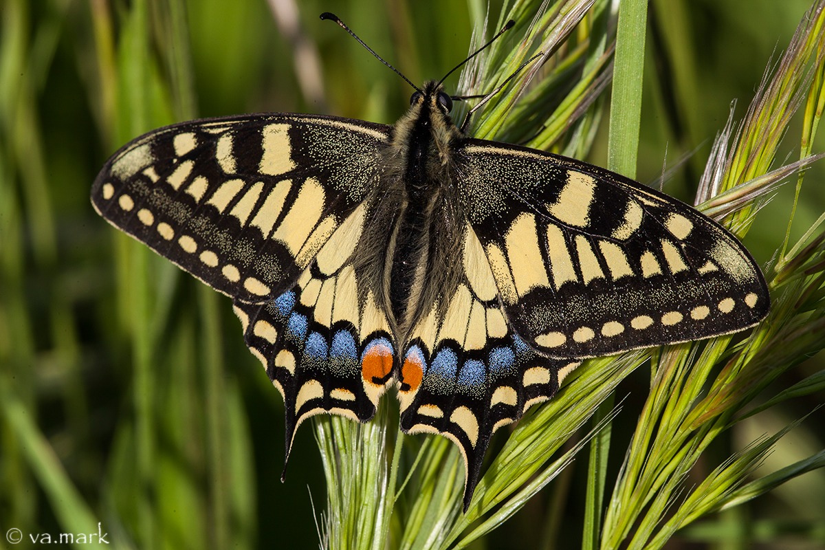 Papilio machaon