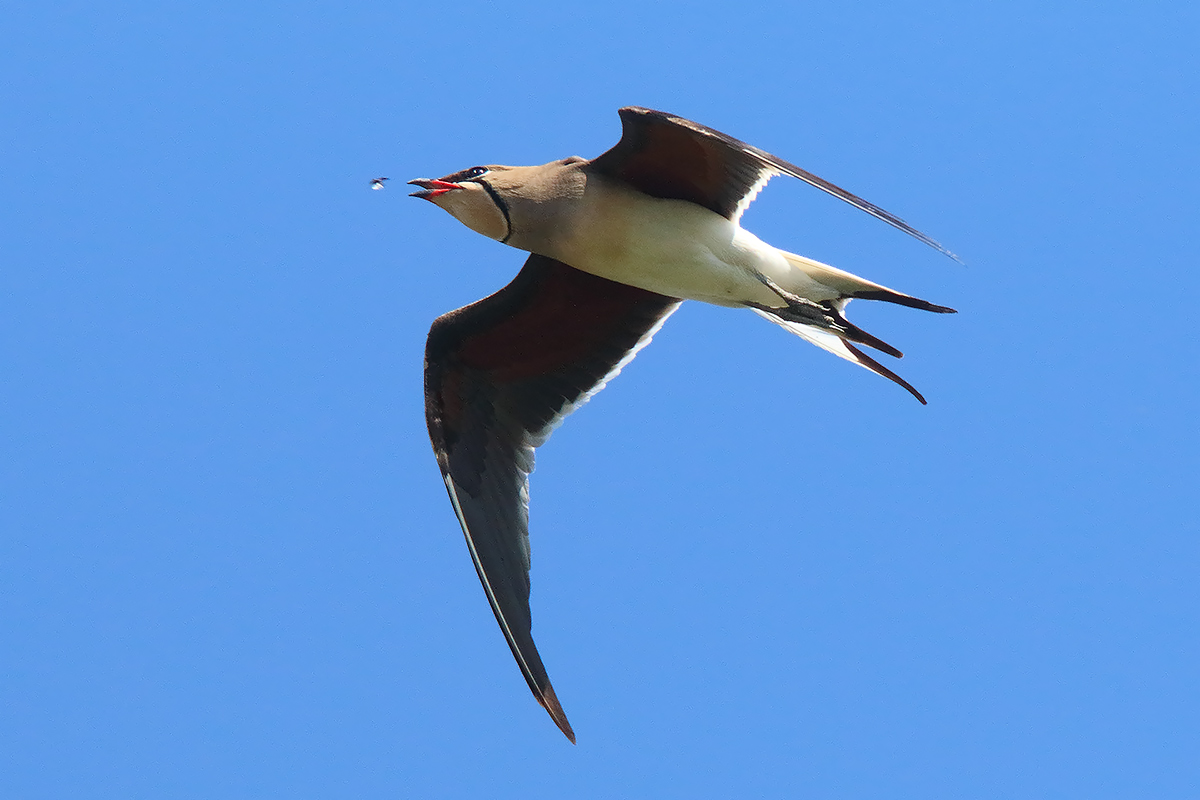 Pratincole