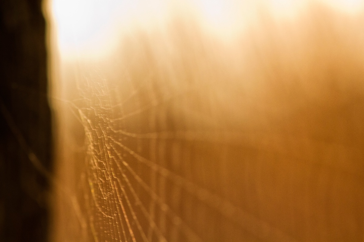 Spider web...