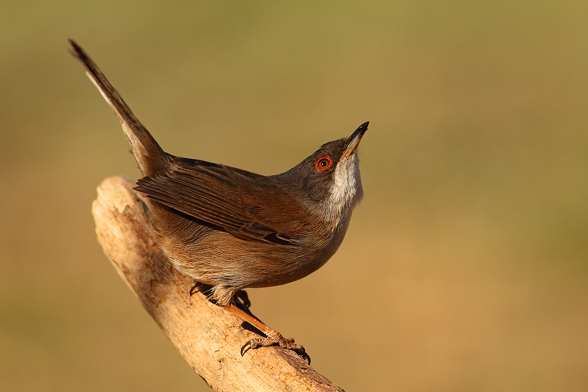 Occhiocotto undecided