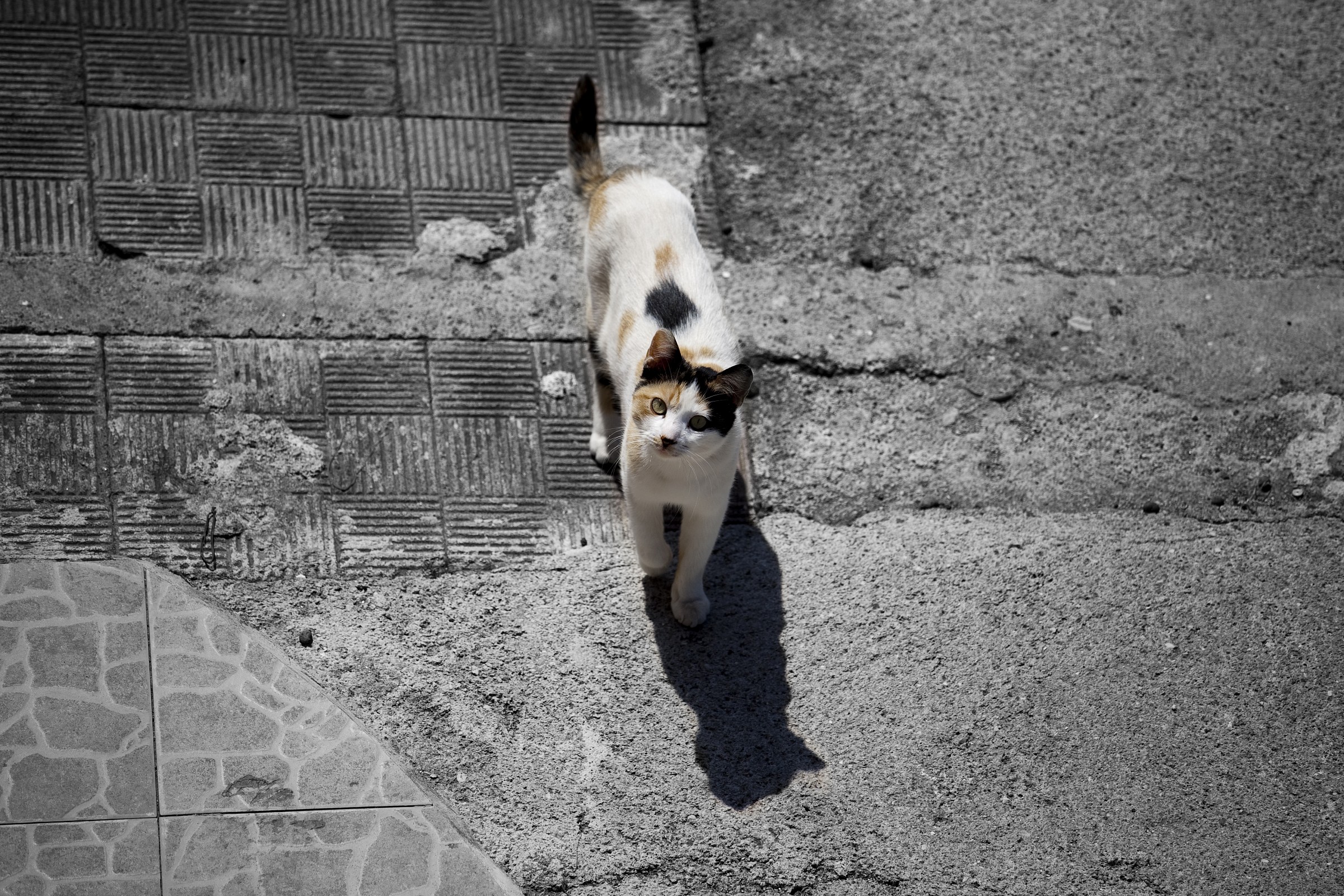 Puss Puss ... ... because you look at me ???