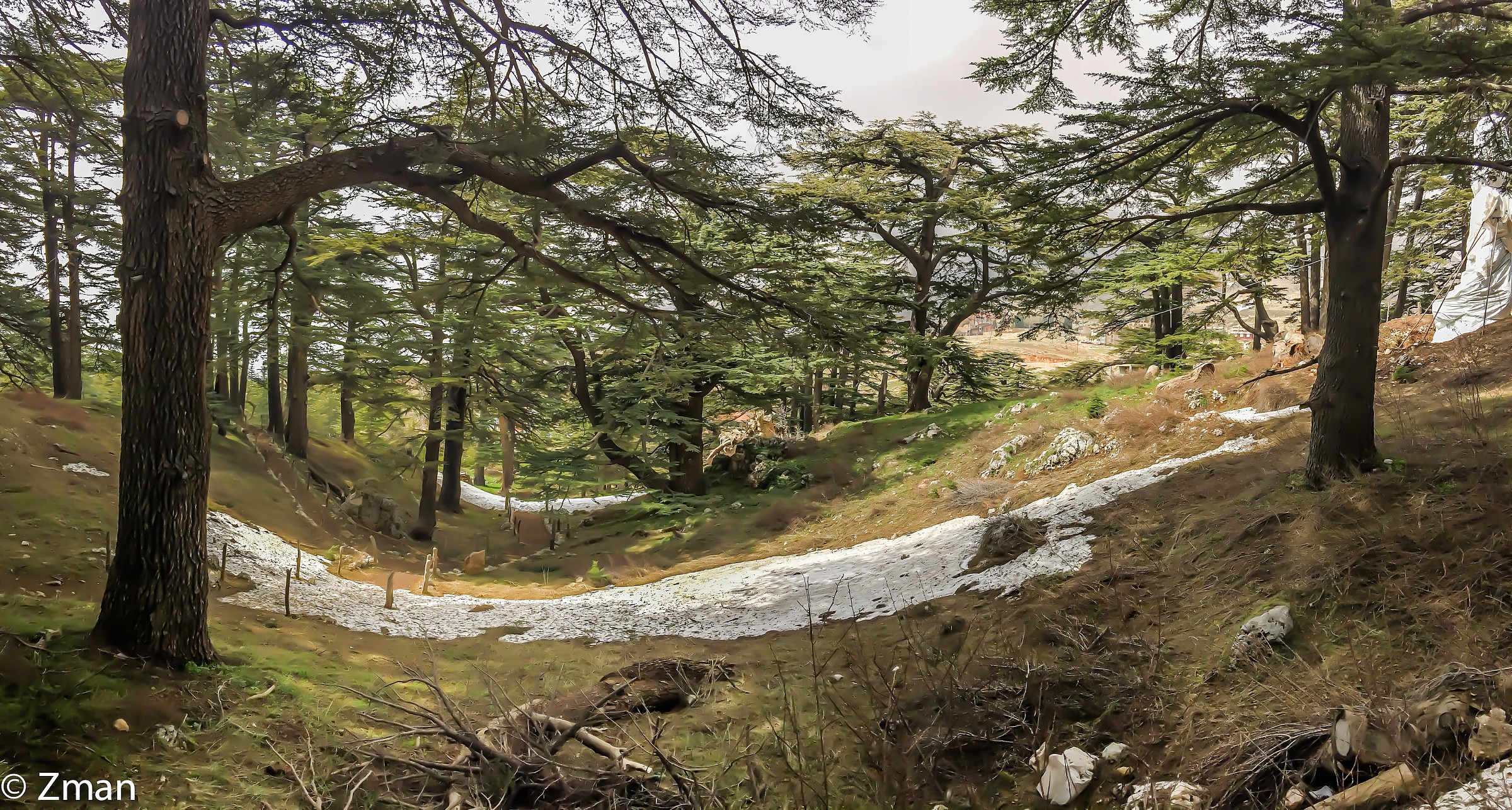 The Majestic Cedars Of Lebanon