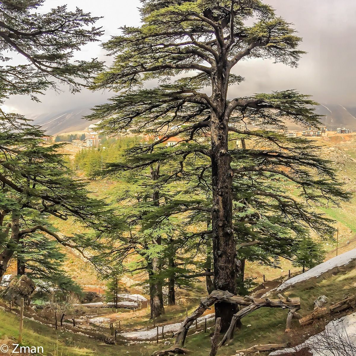 The Majestic Cedars Of Lebanon