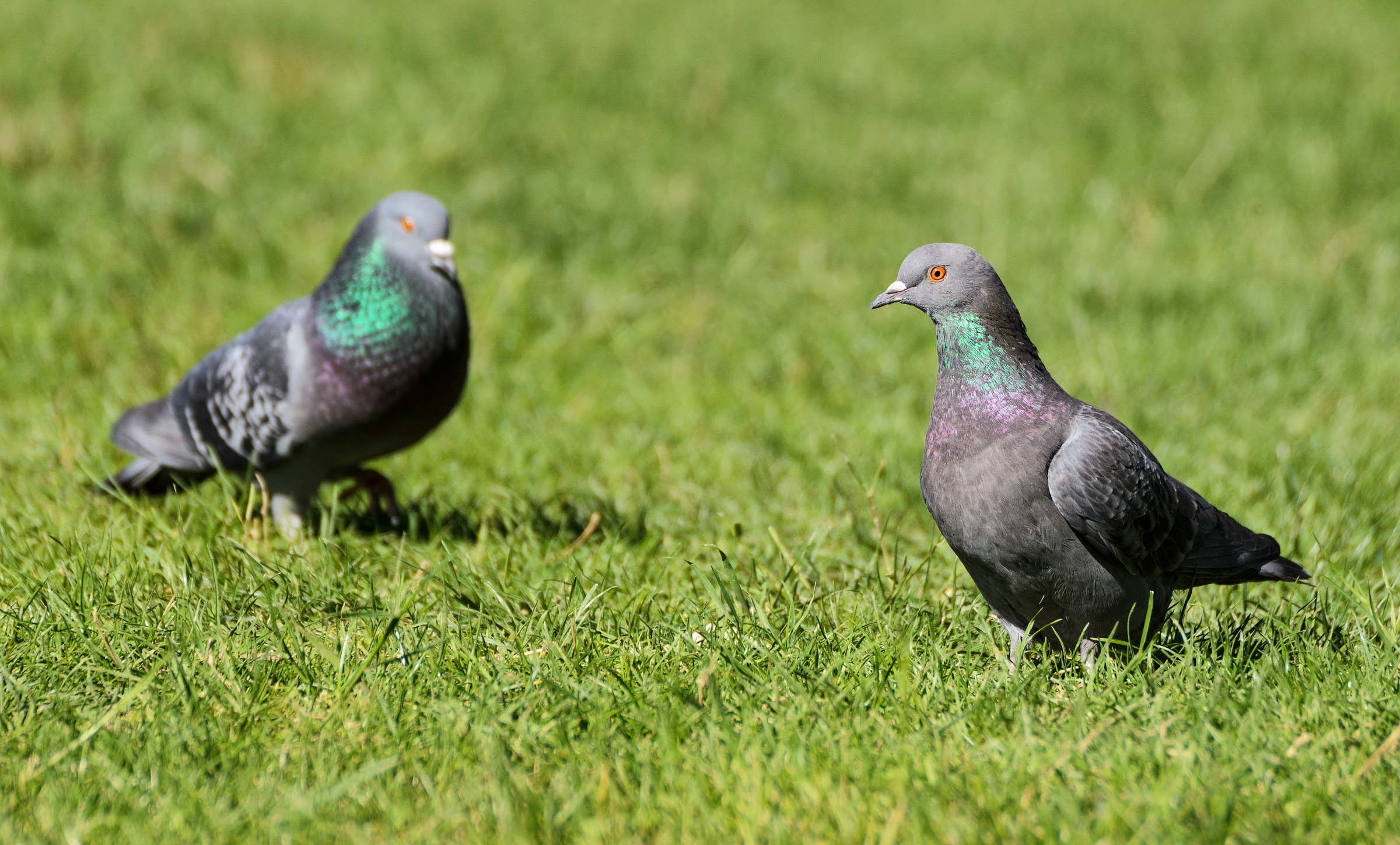 Due Palumbe in riposo