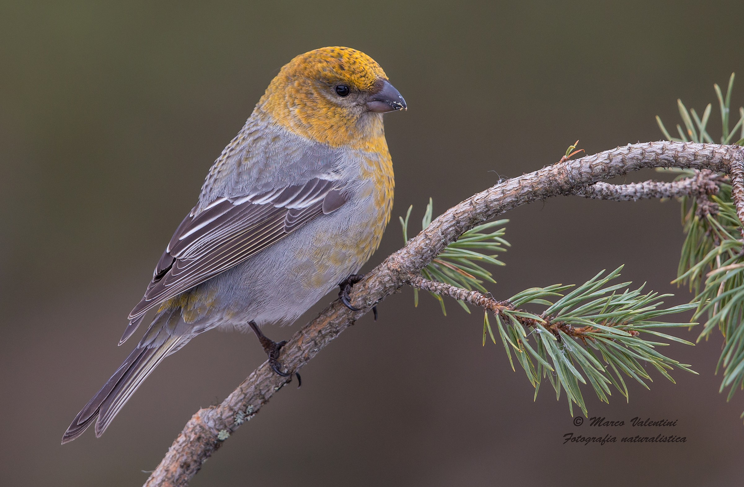 Ciuffolotta pine forests