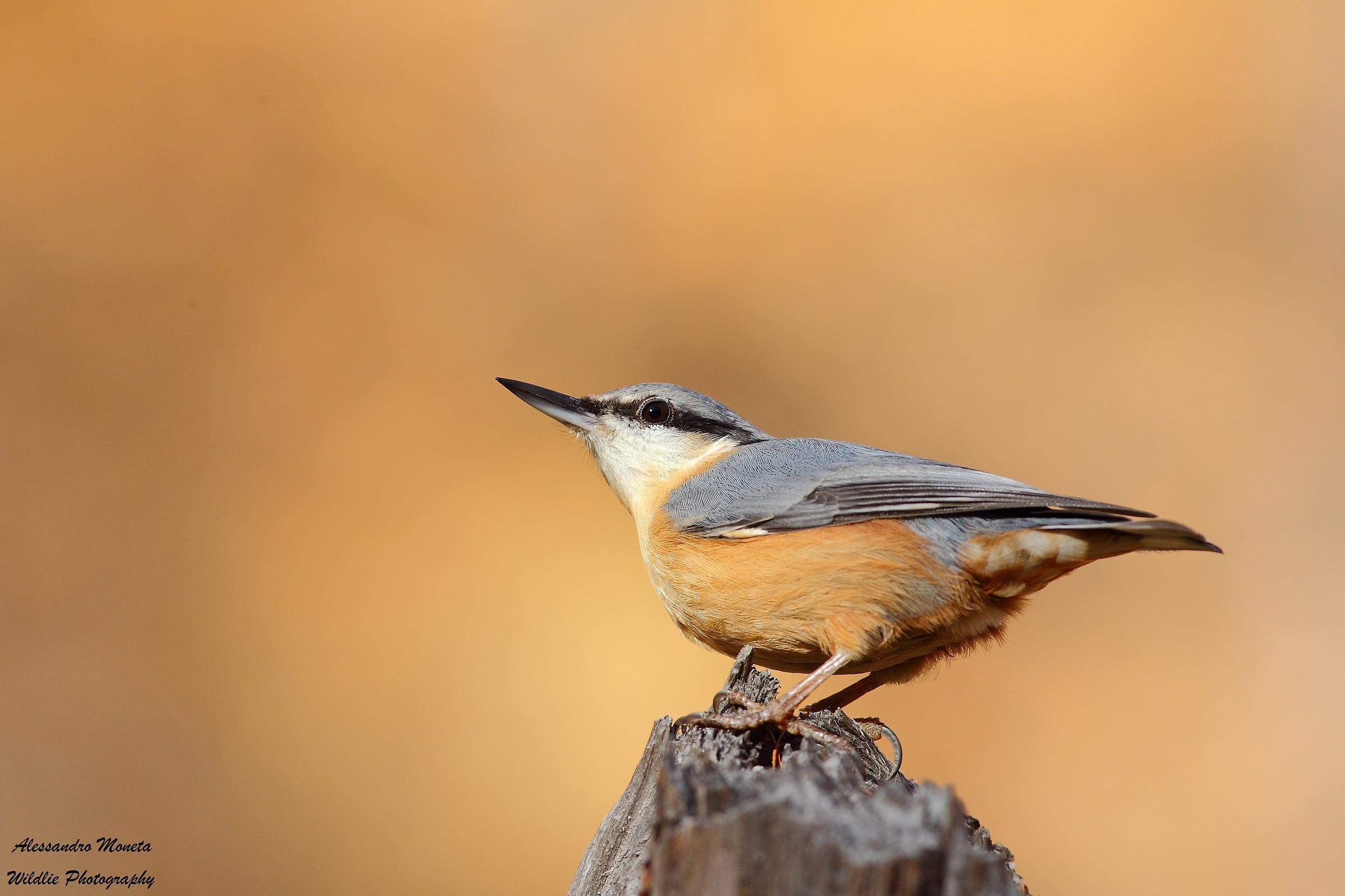 Nuthatch