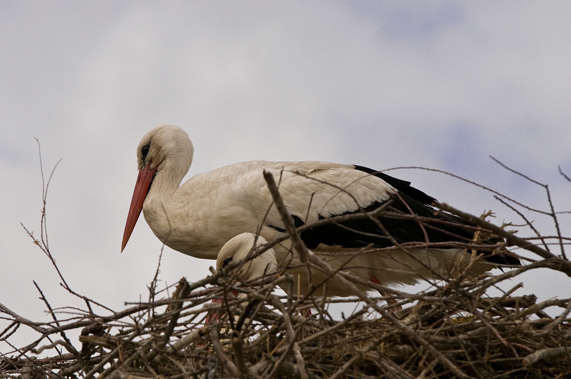Stork on the nest
