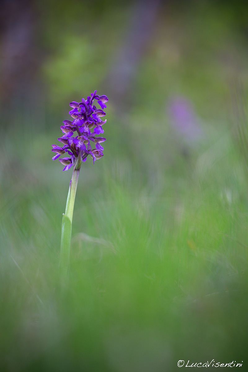 Anacamptis morio