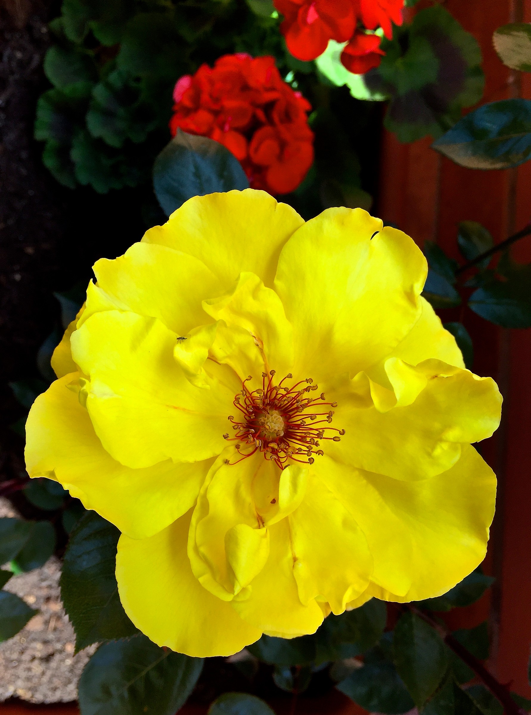 Primavera 2015 nel mio giardino. Rosa gialla, ...dopo