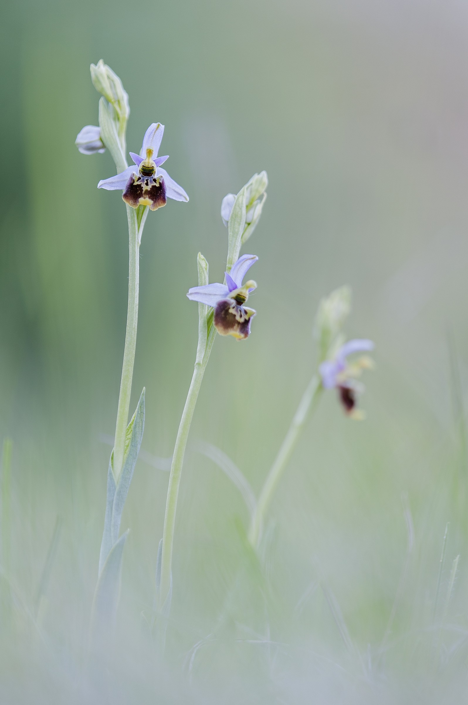Ophrys